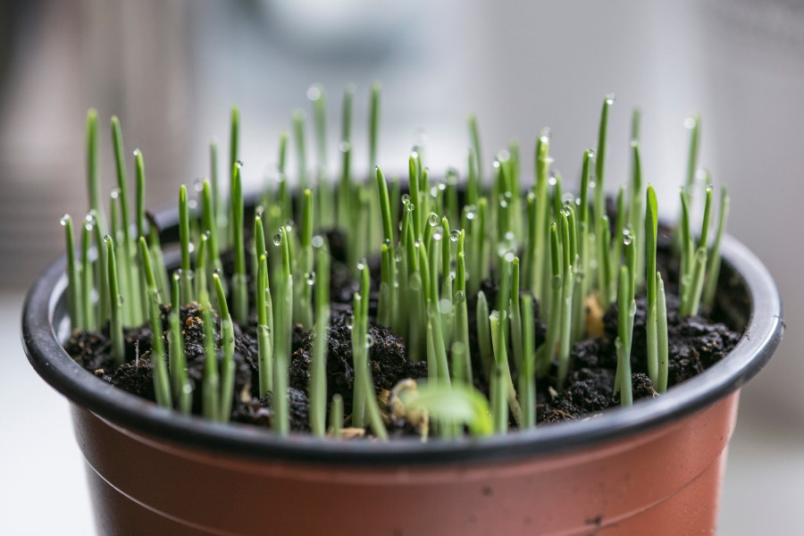 brotar, vida, planta, pote, crescer, crescendo, close-up,