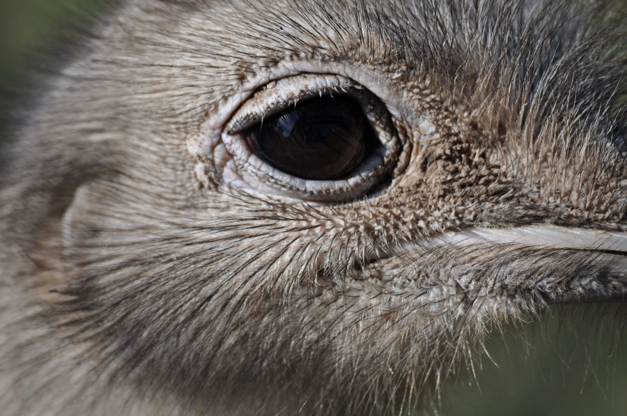 Avestruz, um pássaro animal, olho, penas, plumagem, bico, rápido, velocidade, África, Africano, Altura, Animais, Aparência, Pássaro, Avestruzes, Aviária, Cabeça, Conservação, Conserve, Pescoço, Struthio camelus