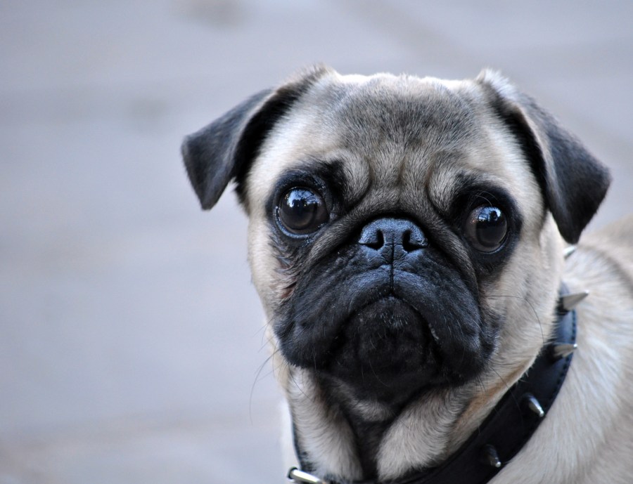 Pug Carlino Close-up Um, animais, cão, cachorros, pug, Carlino, animal estimação, animais estimação, olhando câmera