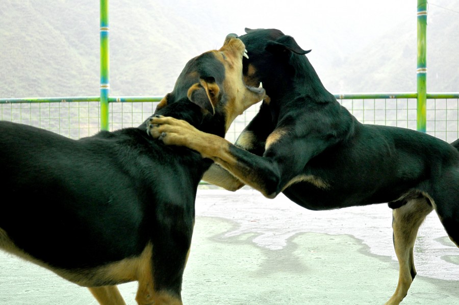 cão, cães, doberman, animal de estimação, animais de estimação, animais animais, dia, fora, dois, luta, luta, luta, presas, presas, boca aberta, perigo, adição, jogo, jogar,
