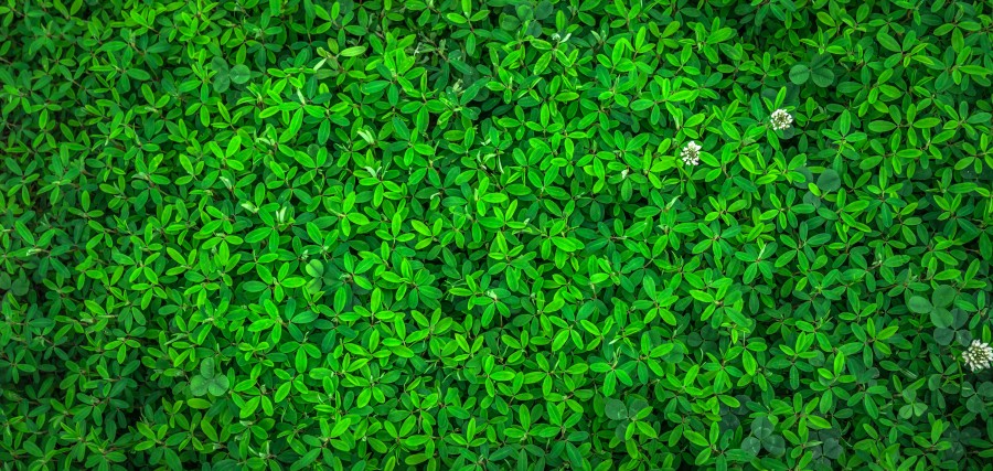 folha, natureza, verde, primavera, resumo, plantas, grama, gregário, textura, plano de fundo, padrão, superfície, papel de parede, estado da União, as folhas, hwalyeob