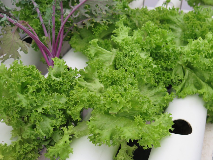 alface, hidroponia, colheita, indoor, hidropônico, legumes, vegetais,