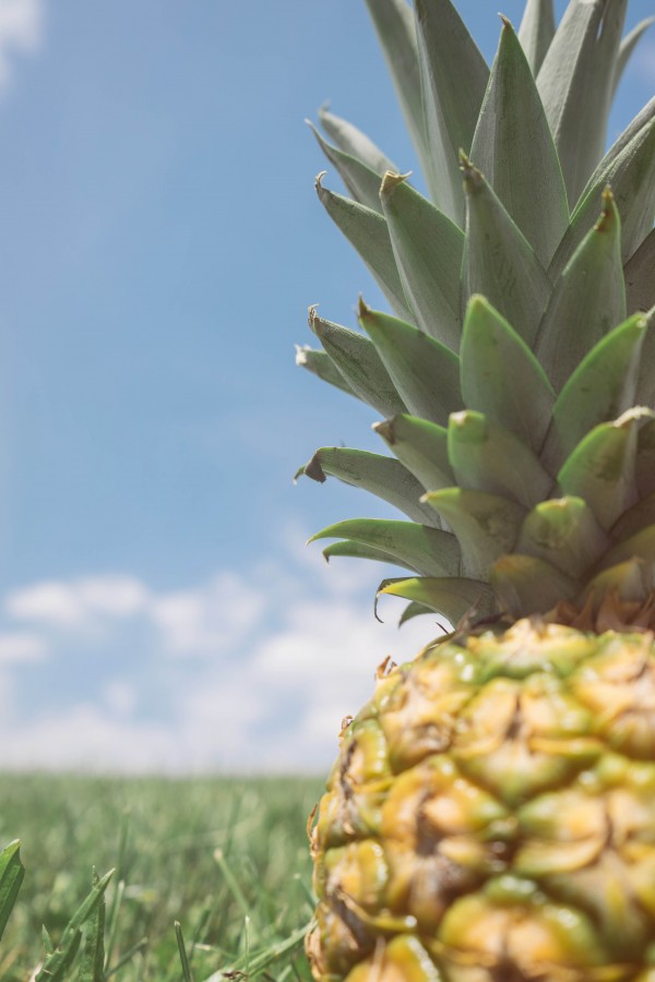 abacaxi, frutas, frutas, frescas, tropicais, refeições, anana, maduro, maduro, close-up,