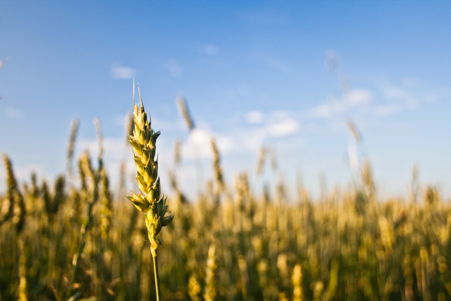 trigo, grão, trigo mourisco, campo