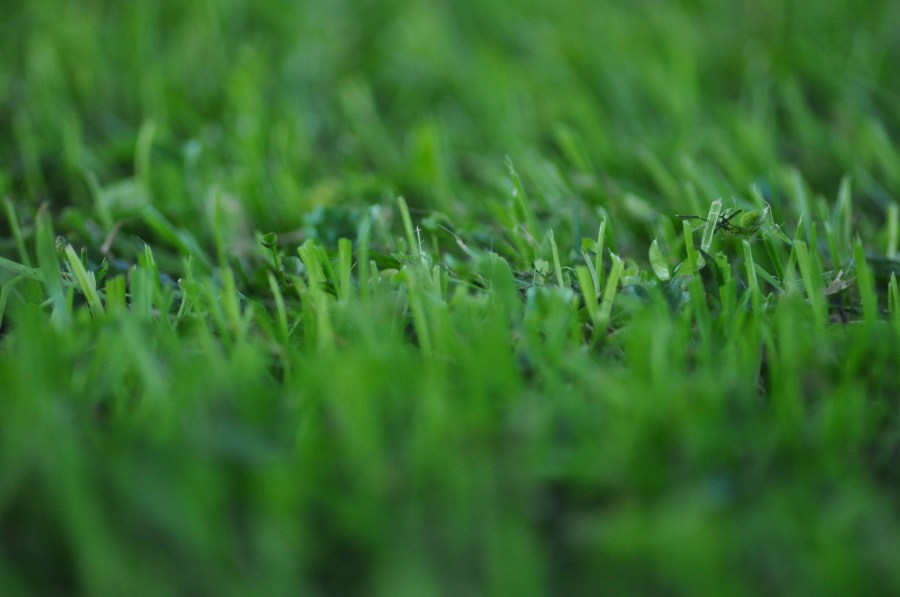 Grama, verde, textura, texturas