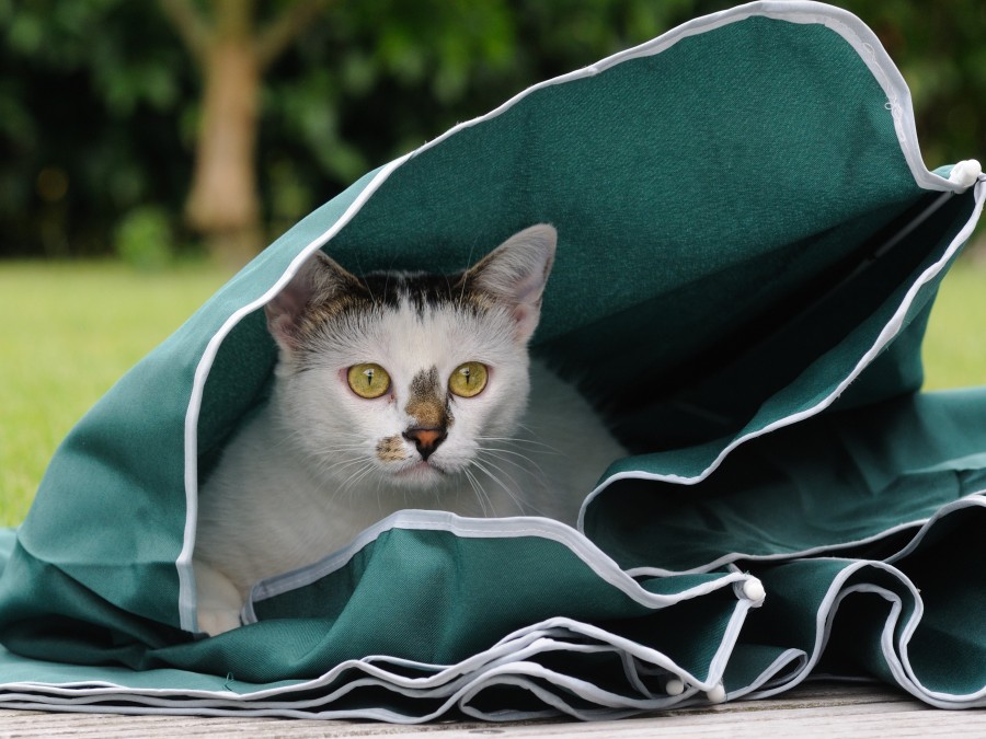 gatinho, bebê gato, animais jovens, agressivo, caça, gato, pele, adorável, animais, carnívoros, fofo, cabelo, bebê, mamífero, pata, animais de estimação, brincalhão, retrato, puro sangue, pequeno, curioso, querido, fotos grátis, imagens grátis, gato doméstico, retrato de cabeça animal, gato enrugado, bonito, gatinho, animais, fotografia, olhando para câmera, animal doméstico, animal jovem, cor, dia, dentro de casa, animal de estimação, ninguém, olho de Animais, Partes do corpo animal Temas animais, animal adorável, animal de estimação, peludo, juba, cores, cabelos, listras, felino, gatinho, micifuz, michino, madrileño, felido, gatuno