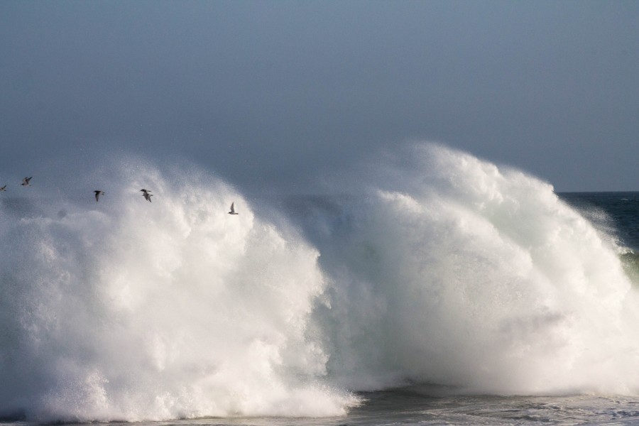 onda, mar, espuma, gaivota, gaivotas, fundo, fundo, ninguém, pássaro, pássaros,