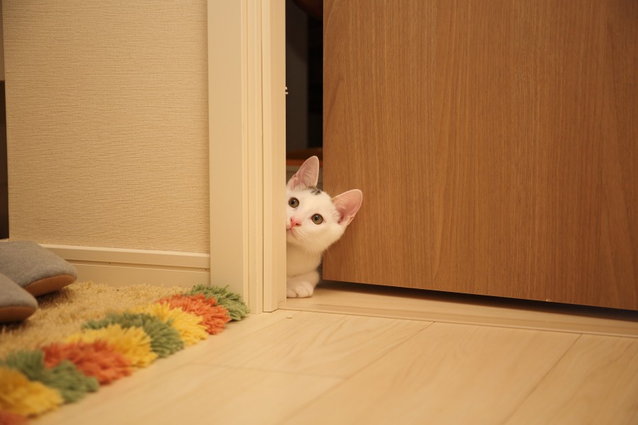 gato, animais de estimação, portas, curiosidade, curioso, escondido, esconderijo, medo, amigável,