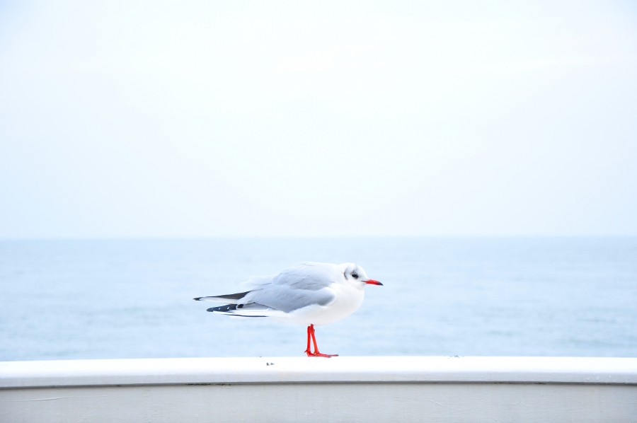 gaivota, pássaro, mar, animais um, marítimo, solitário, sozinho,