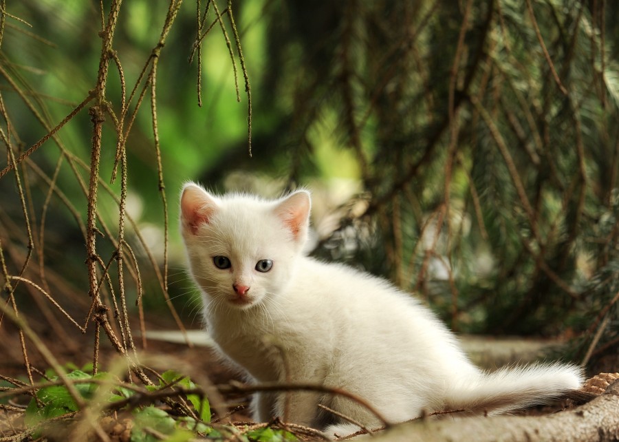 gatinho, bebê gato, animais jovens, agressivo, caça, gato, pele, adorável, animais, carnívoros, fofo, cabelo, bebê, mamífero, pata, animais de estimação, brincalhão, retrato, puro sangue, pequeno, curioso, querido, fotos grátis, imagens grátis, gato doméstico, retrato de cabeça animal, gato enrugado, bonito, gatinho, animais, fotografia, olhando para câmera, animal doméstico, animal jovem, cor, dia, dentro de casa, animal de estimação, ninguém, olho de Animais, Partes do corpo animal Temas animais, animal adorável, animal de estimação, peludo, juba, cores, cabelos, listras, felino, gatinho, micifuz, michino, madrileño, felido, gatuno