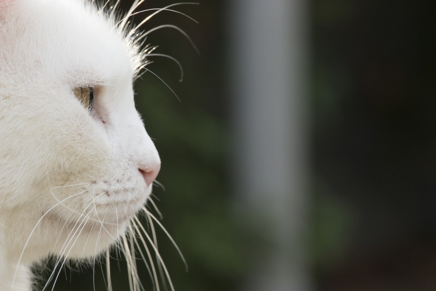 gatinho, bebê gato, animais jovens, agressivo, caça, gato, pele, adorável, animais, carnívoros, fofo, cabelo, bebê, mamífero, pata, animais de estimação, brincalhão, retrato, puro sangue, pequeno, curioso, querido, fotos grátis, imagens grátis, gato doméstico, retrato de cabeça animal, gato enrugado, bonito, gatinho, animais, fotografia, olhando para câmera, animal doméstico, animal jovem, cor, dia, dentro de casa, animal de estimação, ninguém, olho de Animais, Partes do corpo animal Temas animais, animal adorável, animal de estimação, peludo, juba, cores, cabelos, listras, felino, gatinho, micifuz, michino, madrileño, felido, gatuno