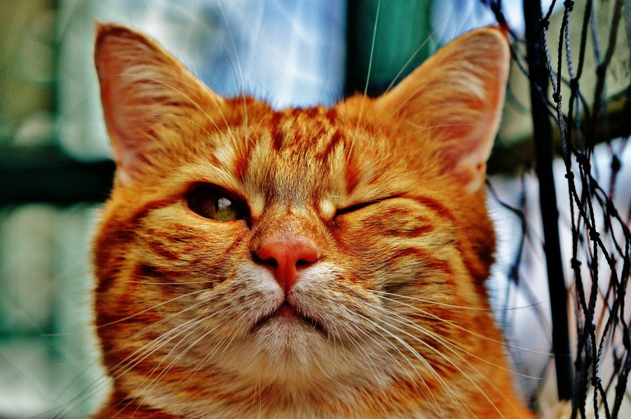 gatinho, bebê gato, animais jovens, agressivo, caça, gato, pele, adorável, animais, carnívoros, fofo, cabelo, bebê, mamífero, pata, animais de estimação, brincalhão, retrato, puro sangue, pequeno, curioso, querido, fotos grátis, imagens grátis, gato doméstico, retrato de cabeça animal, gato enrugado, bonito, gatinho, animais, fotografia, olhando para câmera, animal doméstico, animal jovem, cor, dia, dentro de casa, animal de estimação, ninguém, olho de Animais, Partes do corpo animal Temas animais, animal adorável, animal de estimação, peludo, juba, cores, cabelos, listras, felino, gatinho, micifuz, michino, madrileño, felido, gatuno