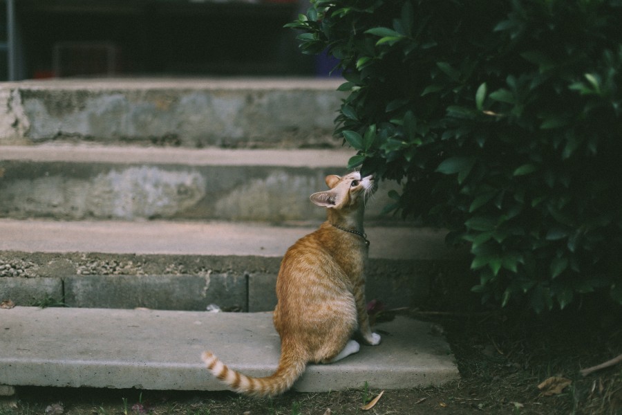 gatinho, bebê gato, animais jovens, agressivo, caça, gato, pele, adorável, animais, carnívoros, fofo, cabelo, bebê, mamífero, pata, animais de estimação, brincalhão, retrato, puro sangue, pequeno, curioso, querido, fotos grátis, imagens grátis, gato doméstico, retrato de cabeça animal, gato enrugado, bonito, gatinho, animais, fotografia, olhando para câmera, animal doméstico, animal jovem, cor, dia, dentro de casa, animal de estimação, ninguém, olho de Animais, Partes do corpo animal Temas animais, animal adorável, animal de estimação, peludo, juba, cores, cabelos, listras, felino, gatinho, micifuz, michino, madrileño, felido, gatuno