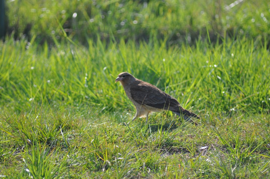 Um animalBird, Tero