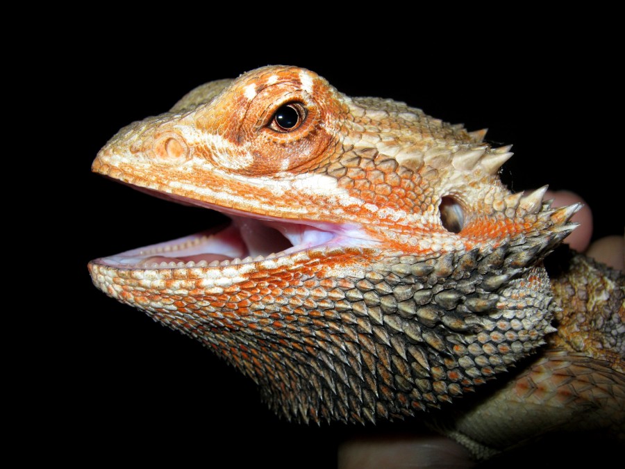 Dragão barbudo cabeça, réptil, dragão barbudo, fundo preto, close-up, animais selvagens, selvagem, boca aberta,