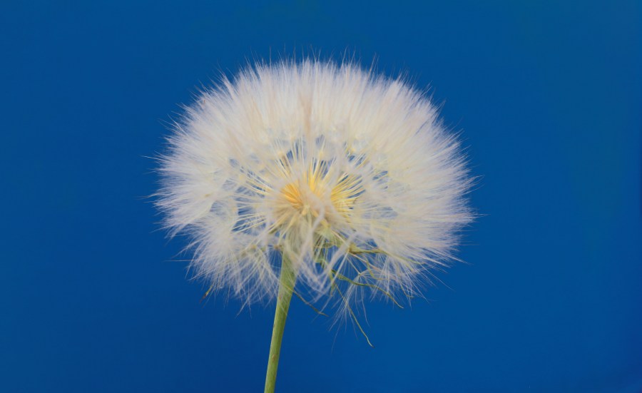 flor, dandelion, plumerillo, padeiro, vista dianteira, close-up, natureza,