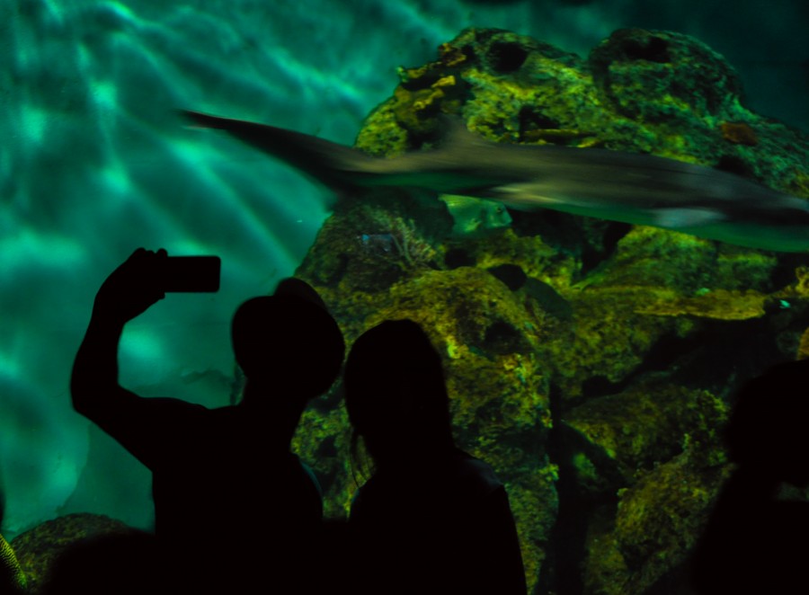 selfie, célula, casal, jovem, aquário, pé, peixe, tubarão, fundo do mar, vida marinha, aquário, passeio, um, mulher, tem, sombras, fotografia