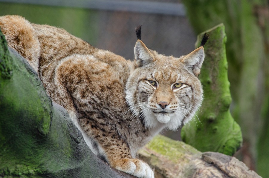 lince, felino, animais, um, selvagem, selva,