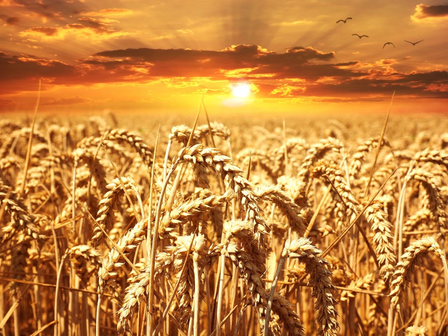 trigo, pôr do sol, campo, natureza, colheita, dourado, spike,
