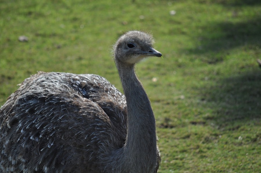 Avestruz, um pássaro animal, olho, penas, plumagem, bico, rápido, velocidade, África, Africano, Altura, Animais, Aparência, Pássaro, Avestruzes, Aviária, Cabeça, Conservação, Conserve, Pescoço, Struthio camelus