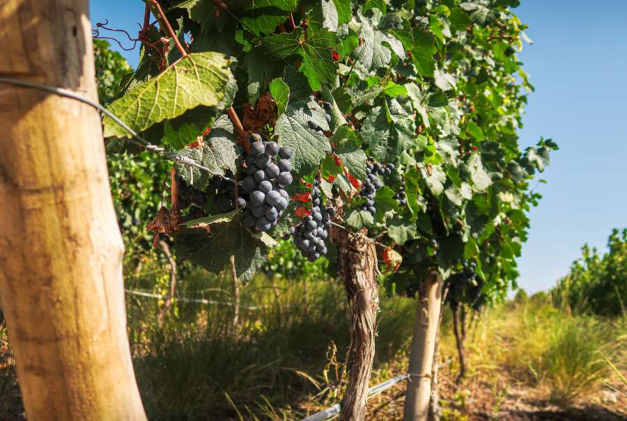 videira, vinhedo, uva, argentina, vinho, verde, vermelho, natureza, agricultura, planta, vinícola, colheita, viticultura, mendoza, maduro, azul, cacho, outono, videira, américa do sul, alimentos, cultivo, merlot, vintage, malbec cor, verão, roxo, fruta, plano de fundo, álcool, uvas, viagem, bebida, branco, região, fazenda, país, árvore, cabernet sauvignon, turismo, orgânico, saudável, suculento, paisagem, delicioso, natural, vitis, San Juan,
