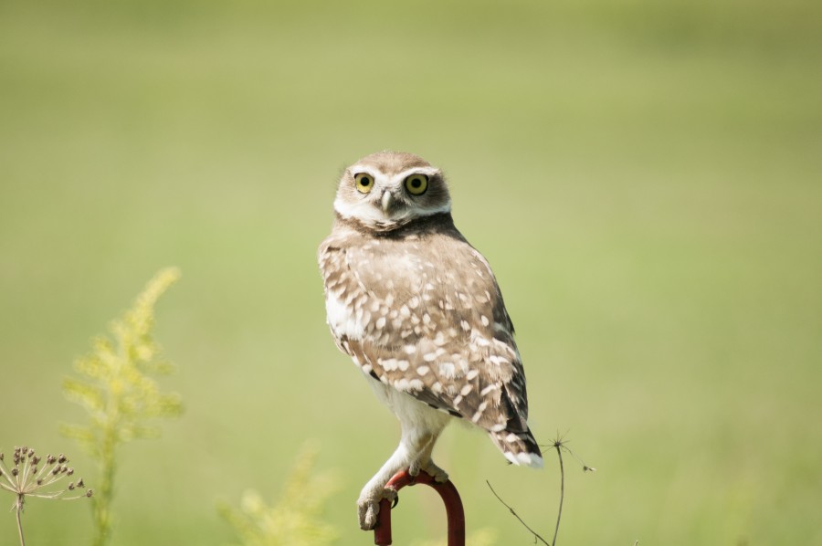 coruja, coruja, animais do pássaro, aves de rapina noturnas, penas, asas, vida selvagem, vida selvagem, espécies, natureza