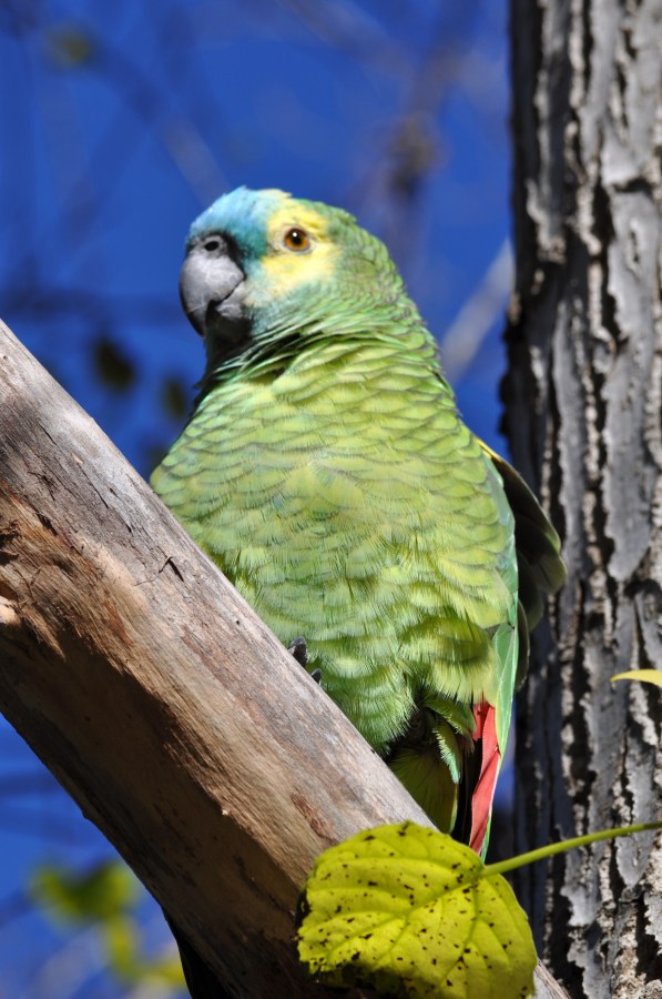 Um, animais, papagaio, lorito, verde, pássaro, pássaros