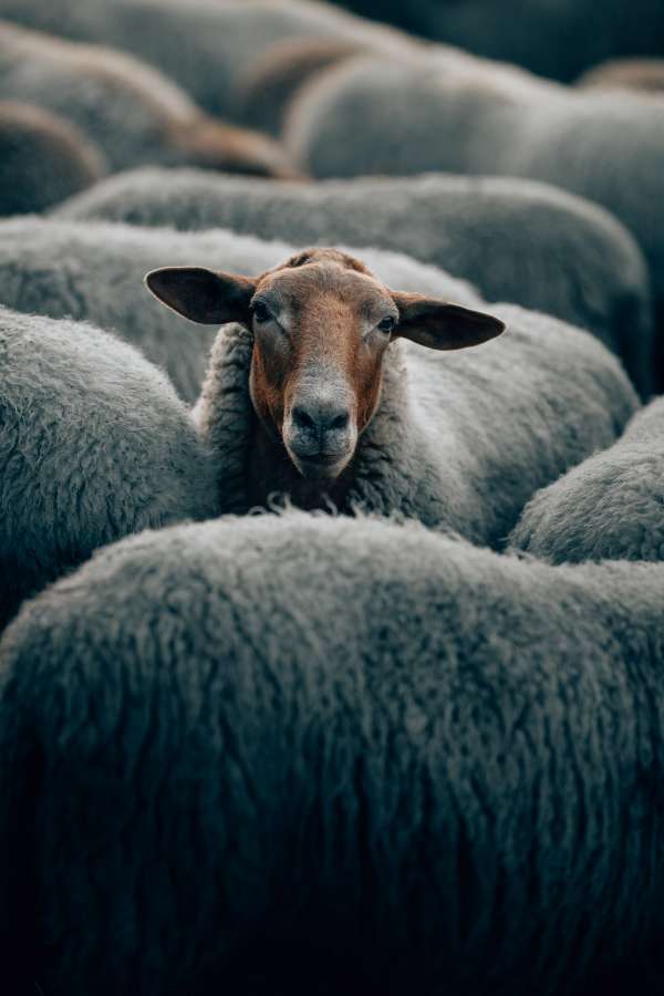 ovelha, gado, animal, lã, agricultura, fazenda, retrato, mamífero, agricultura, branco, grama, bonito, natureza, verde, campo, cordeiro, prado, procurando, jovem, primavera, rural, plano de fundo, doméstico, peles, ovelha, verão, natural, um, pasto, cabeça, campo, rebanho, rebanho, pastoreio, terras agrícolas, lanoso, rosto, câmera, ao ar livre, em pé, engraçado, ao ar livre, novo, paisagem, bonito, gado, raça, ninguém, vista