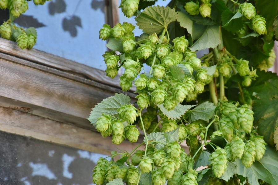 lúpulo, planta, detalhe, natureza, exterior, fruta, flor, amargura, cerveja, artesanato,