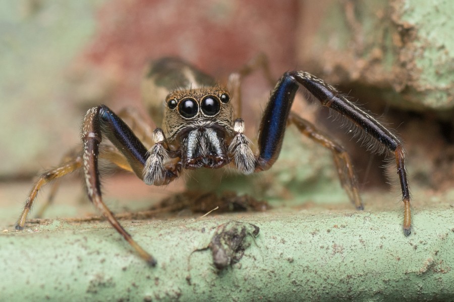 aranha, close-up, inseto, olhos, um, animais