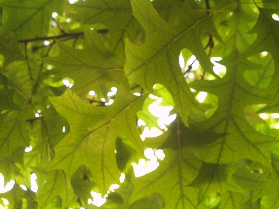 Folhas, textura, texturas, árvore, verde