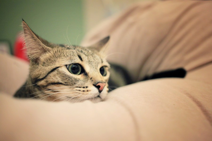 Gato, gatos, animais de estimação, animais de estimação, animais, gatinho, gatinhos,