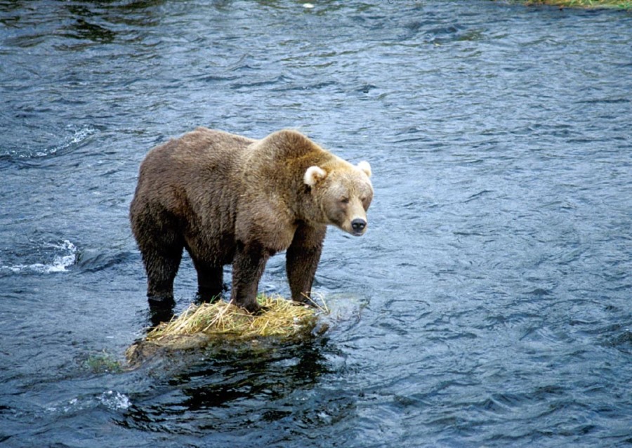 urso cinzento, urso, animais, rio, mamífero, um, selvagem,