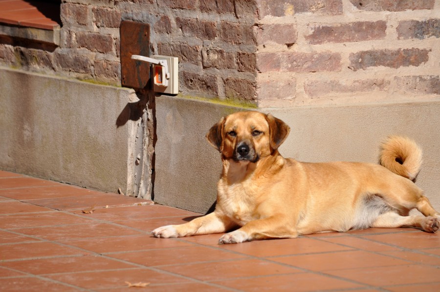 Um animais, cão, pet, pátio, exterior, cães, animais de estimação,