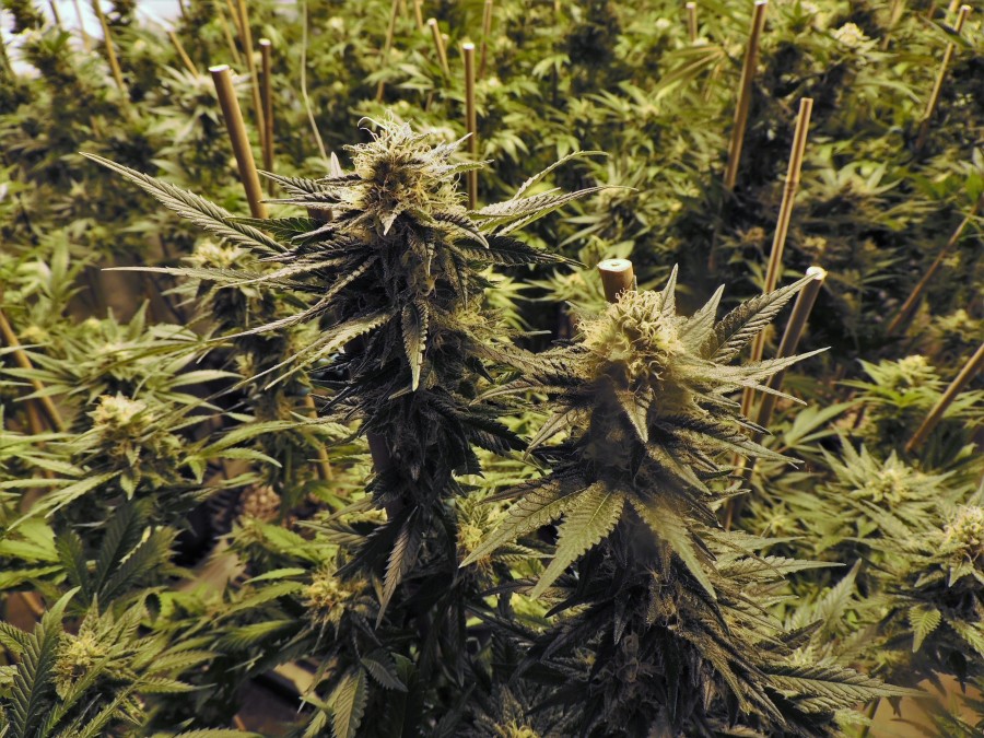 maconha, droga, maria, vício, ilegal, planta