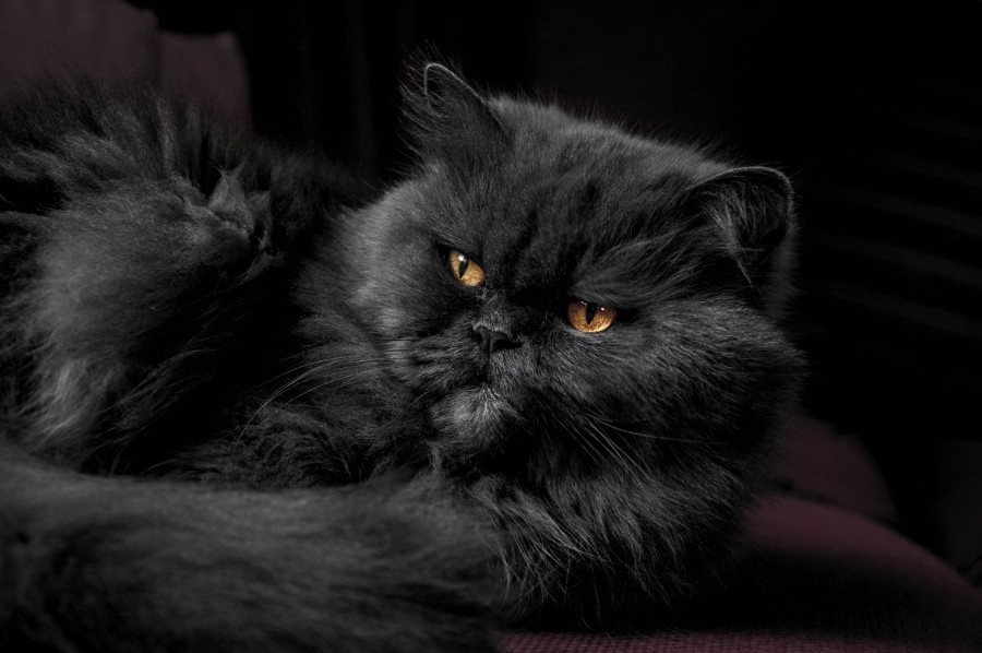 gatinho, bebê gato, animais jovens, agressivo, caça, gato, pele, adorável, animais, carnívoros, fofo, cabelo, bebê, mamífero, pata, animais de estimação, brincalhão, retrato, puro sangue, pequeno, curioso, querido, fotos grátis, imagens grátis, gato doméstico, retrato de cabeça animal, gato enrugado, bonito, gatinho, animais, fotografia, olhando para câmera, animal doméstico, animal jovem, cor, dia, dentro de casa, animal de estimação, ninguém, olho de Animais, Partes do corpo animal Temas animais, animal adorável, animal de estimação, peludo, juba, cores, cabelos, listras, felino, gatinho, micifuz, michino, madrileño, felido, gatuno