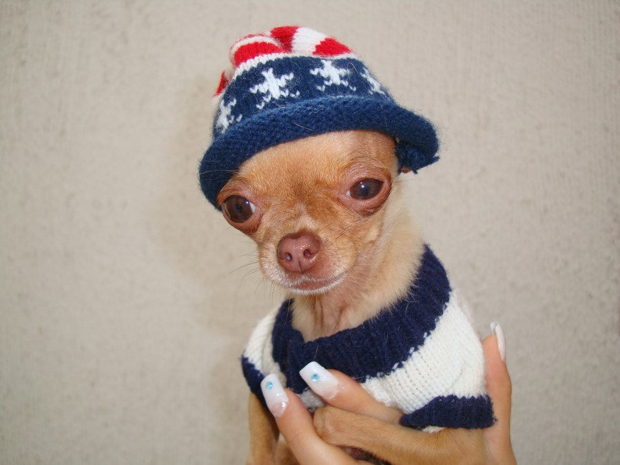 Chihuahua, cão, concurso, bonito, vestido, roupas, não, chapéu, pequeno, menino, animal de estimação, fundo, fundo,