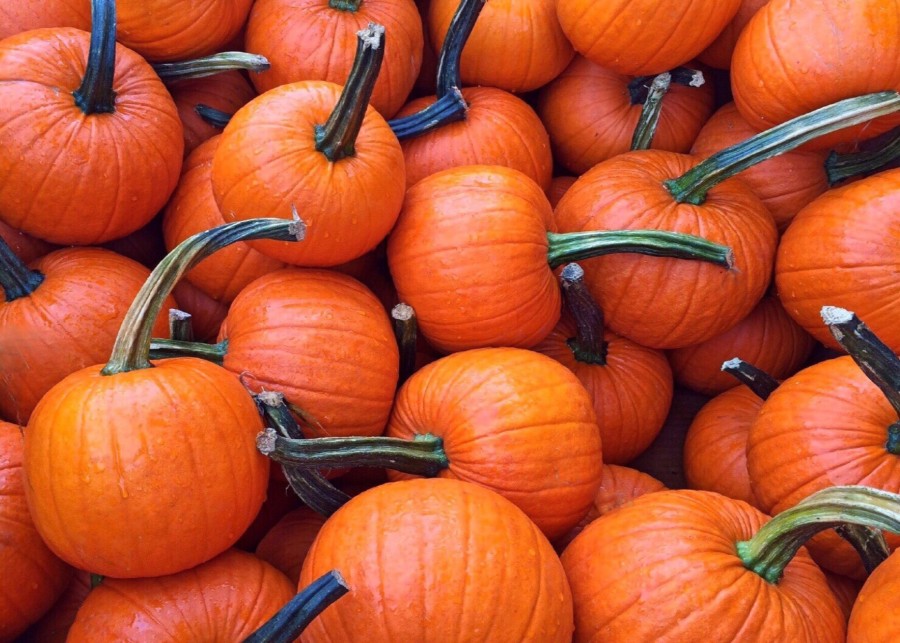 plantação, abóboras, colheita, laranja, dia das bruxas, close-up,