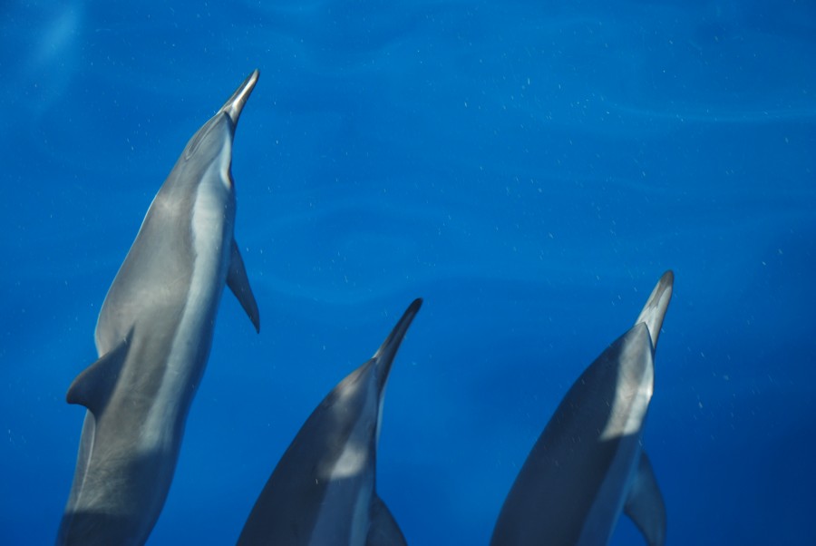 animais animais, golfinho, golfinhos, três, mar, oceano, mamífero, concurso, selvagem, natureza, nadar,