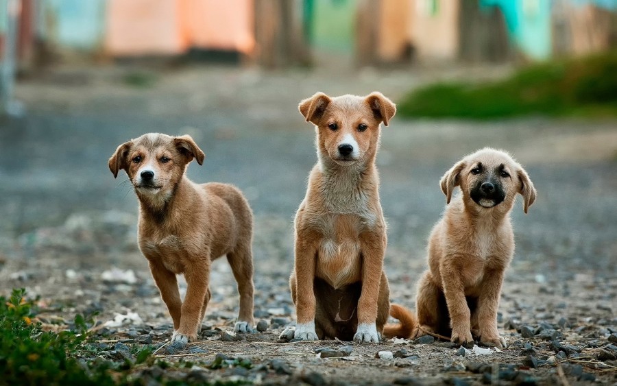 cachorro, cachorros, cachorrinhos, filhote de cachorro, três, olhando para a câmera, animal de estimação, concurso, ternura,