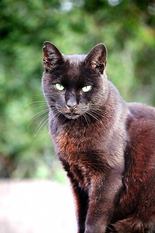 gatinho, bebê gato, animais jovens, agressivo, caça, gato, pele, adorável, animais, carnívoros, fofo, cabelo, bebê, mamífero, pata, animais de estimação, brincalhão, retrato, puro sangue, pequeno, curioso, querido, fotos grátis, imagens grátis, gato doméstico, retrato de cabeça animal, gato enrugado, bonito, gatinho, animais, fotografia, olhando para câmera, animal doméstico, animal jovem, cor, dia, dentro de casa, animal de estimação, ninguém, olho de Animais, Partes do corpo animal Temas animais, animal adorável, animal de estimação, peludo, juba, cores, cabelos, listras, felino, gatinho, micifuz, michino, madrileño, felido, gatuno