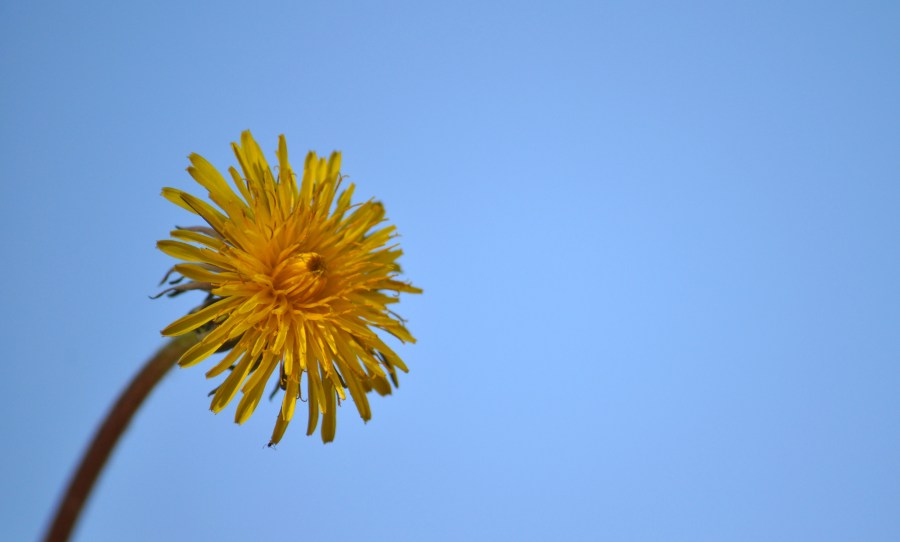 Flor, flores, céu, celestial, fundo, amarela, natureza