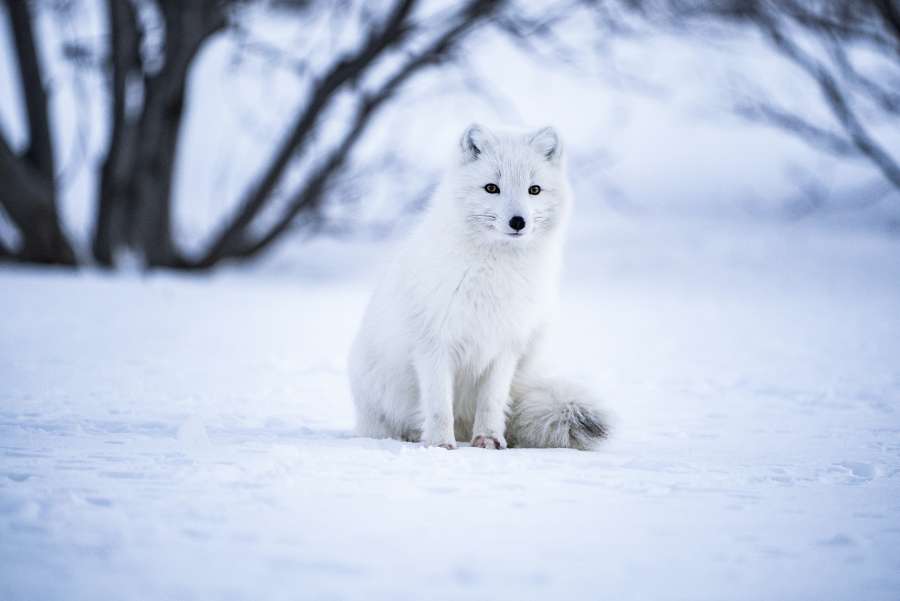 natureza, ártico, frio, animal, vida selvagem, branco, selvagem, raposa, inverno, tundra, mamífero, neve, raposa ártica, pele, fofo, polar, norte, carnívoro, predador, Canadá, retrato, plano de fundo, ao ar livre, bela, gelo , lagopus, noruega, pequeno, fofo, vulpes, paisagem, peludo, olhos, svalbard, escandinávia, fauna, viagem, rosto, caçador, camuflagem, spitsbergen, raposa polar, marrom, vulpes lagopus, natural, parque, ensolarado, floresta, criatura , região selvagem