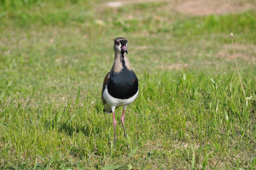 Um animalBird, Tero, pássaro