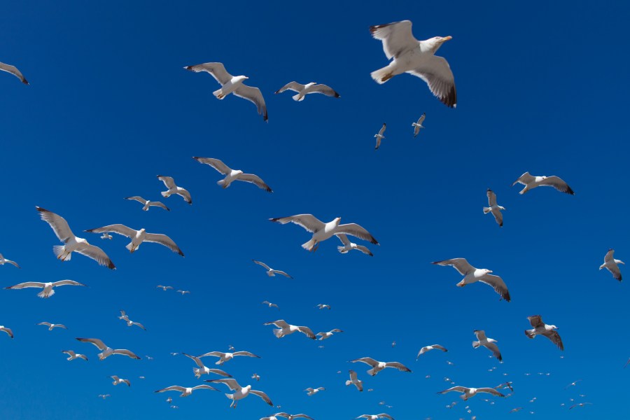 gaivotas, muitos, muitos, céu, pássaro, pássaros, rebanho, completo, céu azul, dia, voando, voar, liberdade, migração, migrar,