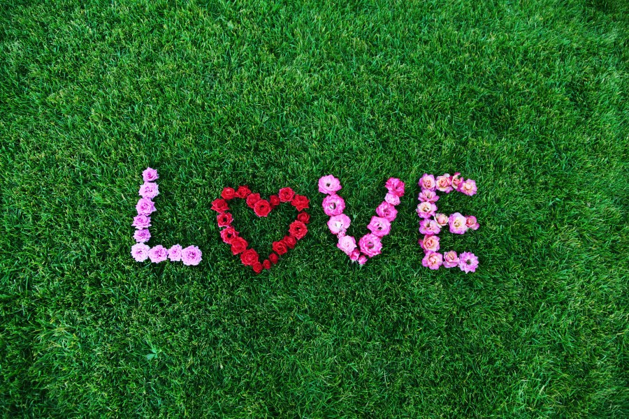 amor, amor, plano de fundo, fundo branco, plano de fundo, colorido, cores, felicidade, coração vermelho, rosa, gay