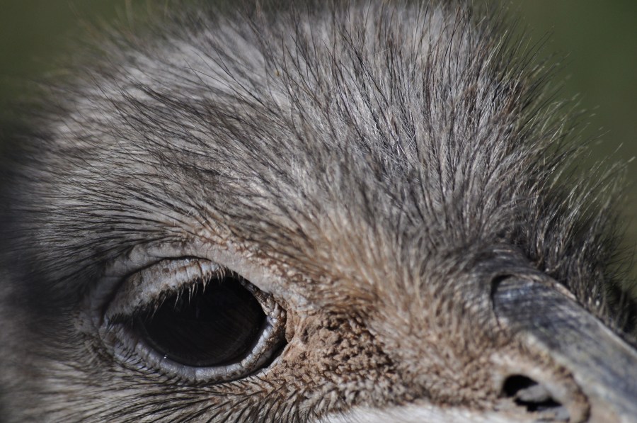 Avestruz, um pássaro animal, olho, penas, plumagem, bico, rápido, velocidade, África, Africano, Altura, Animais, Aparência, Pássaro, Avestruzes, Aviária, Cabeça, Conservação, Conserve, Pescoço, Struthio camelus