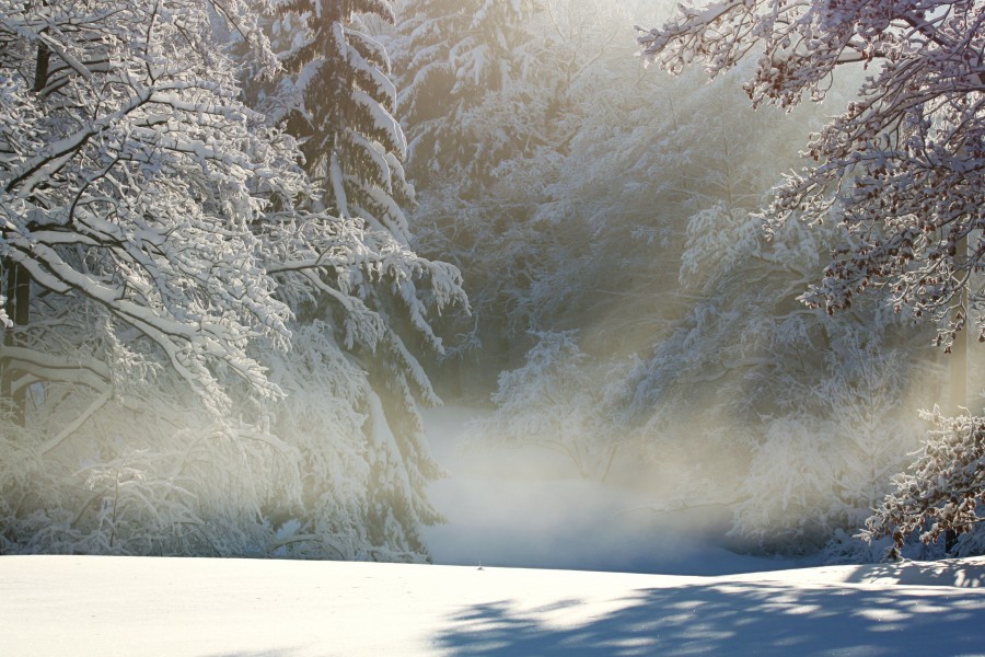 paisagem, neve, nevado, floresta, madrugada, manhã, ninguém, natureza,