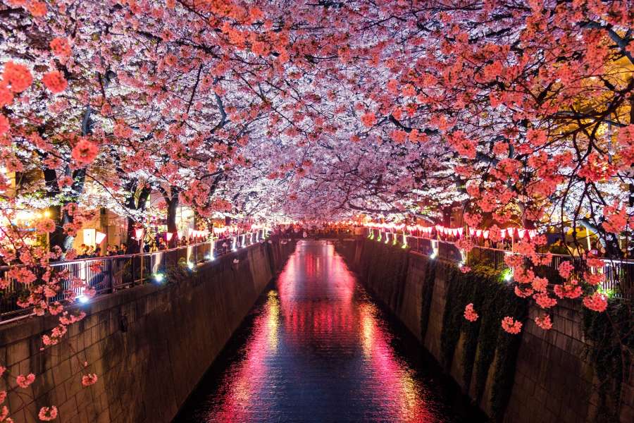 natureza, primavera, rosa, japão, estação, rio, sakura, flor, cereja, paisagem, ásia, flor, árvore, viagem, japonês, bonito, parque, flor de cerejeira, florescendo, jardim, água, Tóquio, flor, exterior, plano de fundo , primavera, festival, paisagem, natural, hanami, canal, marco, turismo, floral, cena, shizuoka, céu, vulcão, flores, vista, monte, fuji, montanha, ao ar livre, planta, abril, mt, riacho, asiático, pétala
