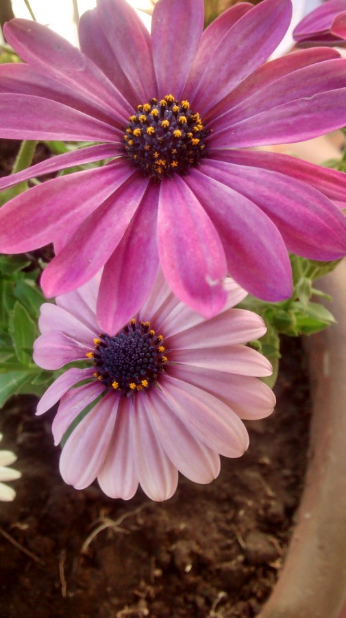 Flor, flores, gerberas, jardim, pote